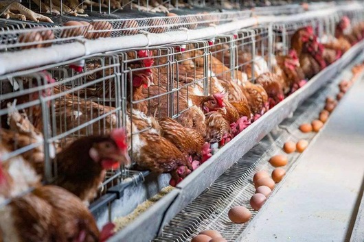 养殖场温湿度监测系统解决方案